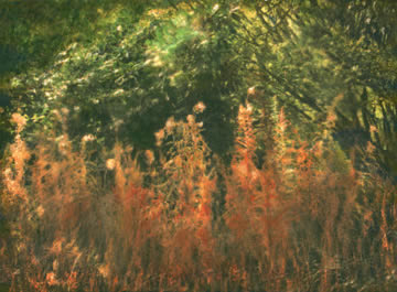 Souls becoming weeds  - Wooburn Green Cemetry (gum bichromate with watercolours)